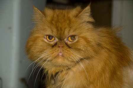 Vancouver Humane Society