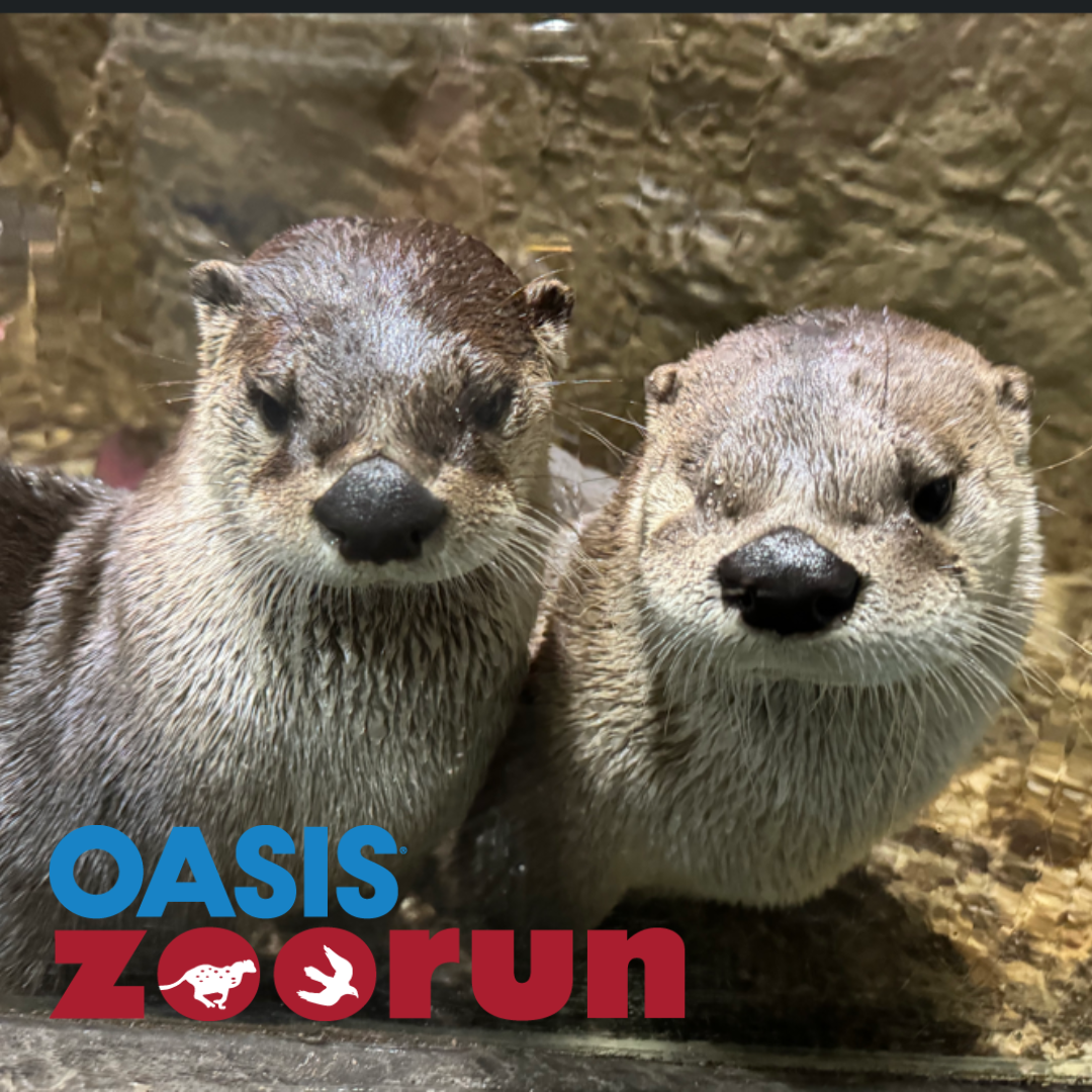 Oasis ZooRun River Otters at the Toronto Zoo